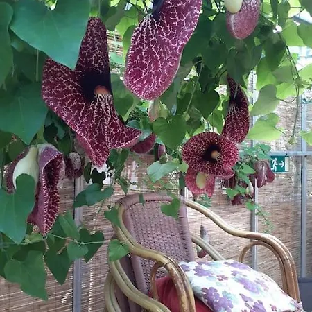 De Vlinderhof 4*